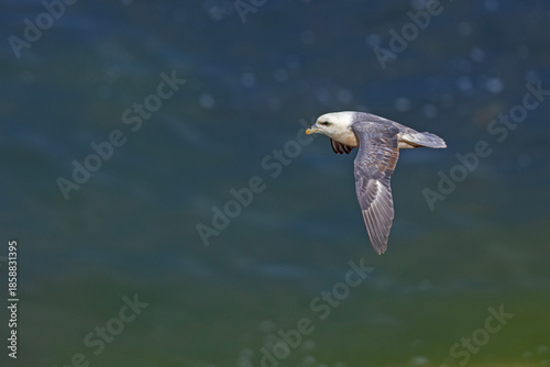 fulmar, petrel (Fulmarus glacialis)