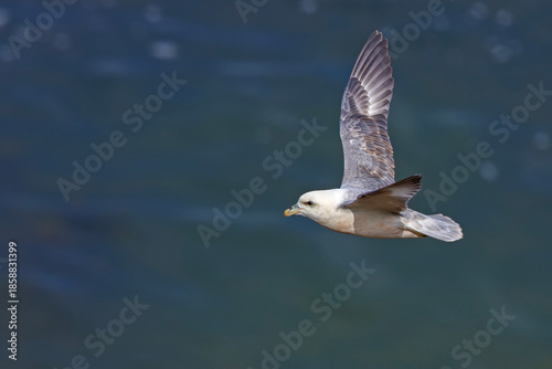 fulmar, petrel (Fulmarus glacialis)