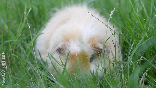 cute white and cream-colored guinea pig portrait, sitting in green grass, pet at walk in summer, macro photo, selective focus