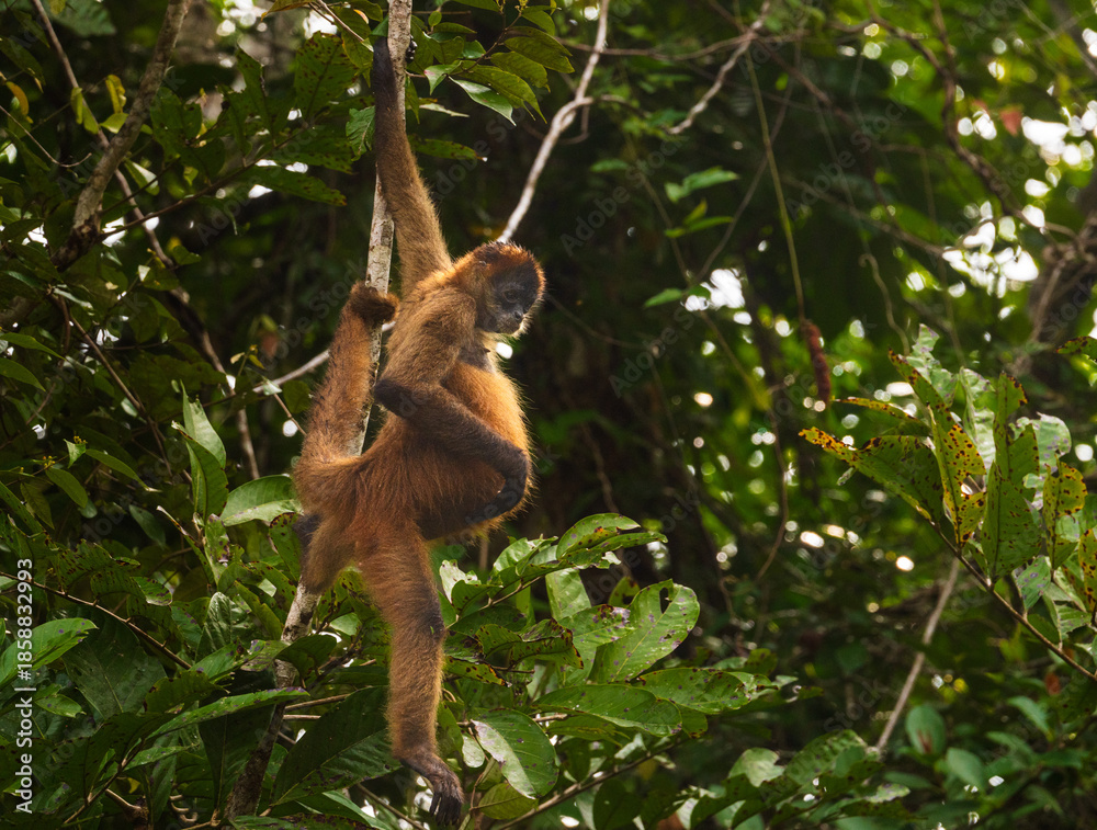 Obraz premium Female spider monkey hanging from branches high above the canals in Tortuguero National park in Costa Rica