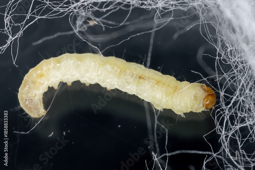 Larva, caterpillar of Common clothes moth, Tineola bisselliella. Most important and widespread clothes moth throughout the world. Insect eating fabric.