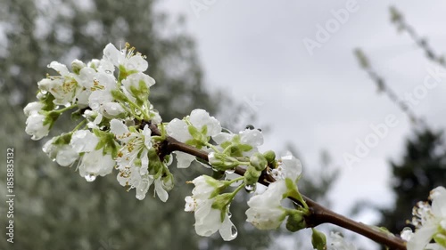 White fruit tree blossoms with rain drops swaying in wind