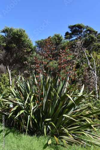 New Zealand Flax, also known as Phormium tenax, in flower