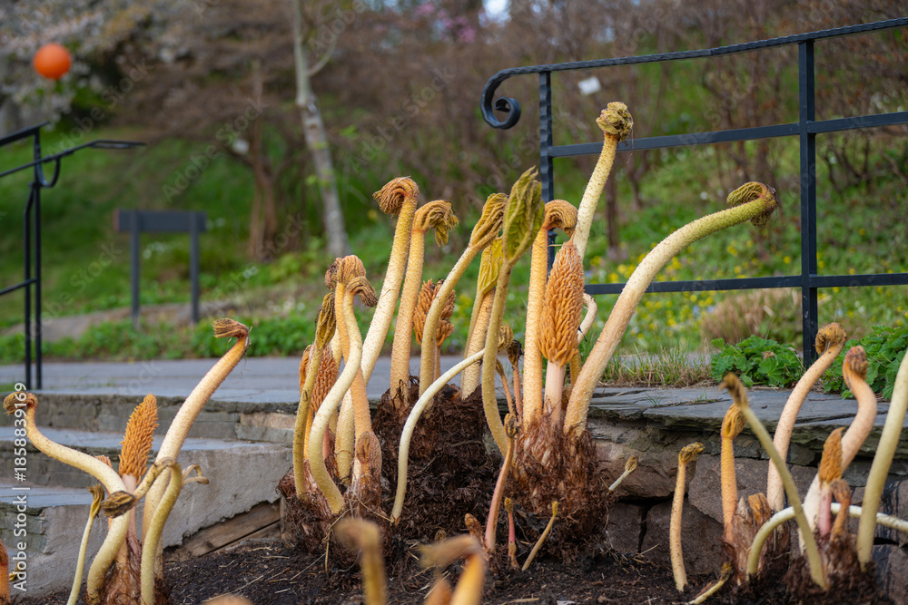 Obraz premium Gunnera manicata clustered spring shoots rising from soil in landscaped garden.