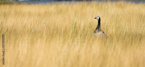 Canvas Print Barnacle goose Branta leucopsis in coastal meadow near marina.