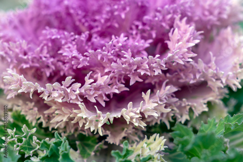 Close view of a purple ornamental cabbage plant showing detailed leaf structure and color variations in garden setting