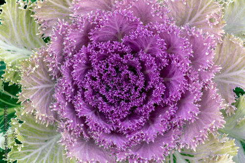 Purple ornamental cabbage with green edges growing in a garden during the daytime hours