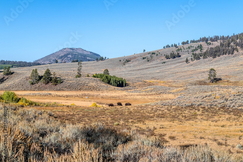 Bison in Yellowstone National Park