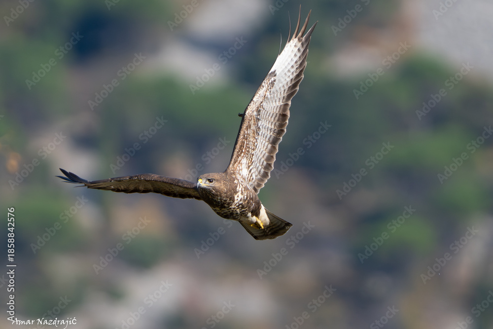 Fototapeta premium Common Buzzard (Buteo buteo) Flying in the Sky