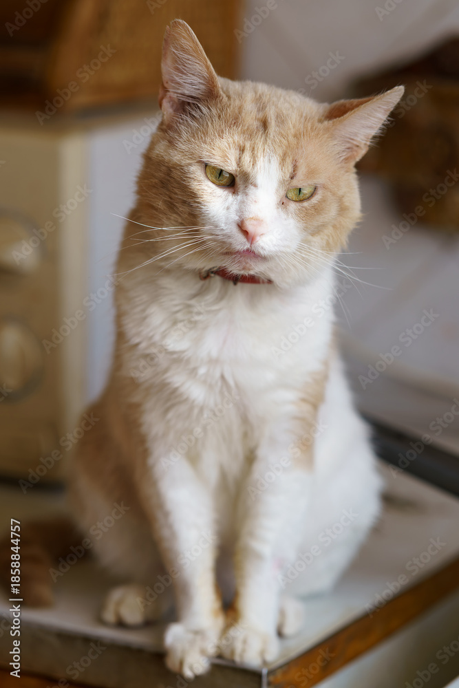 Fototapeta premium Cat sitting on table in a home setting during daytime hours