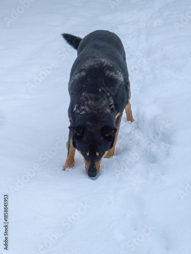 Black and tan dog sniffing snow in winter