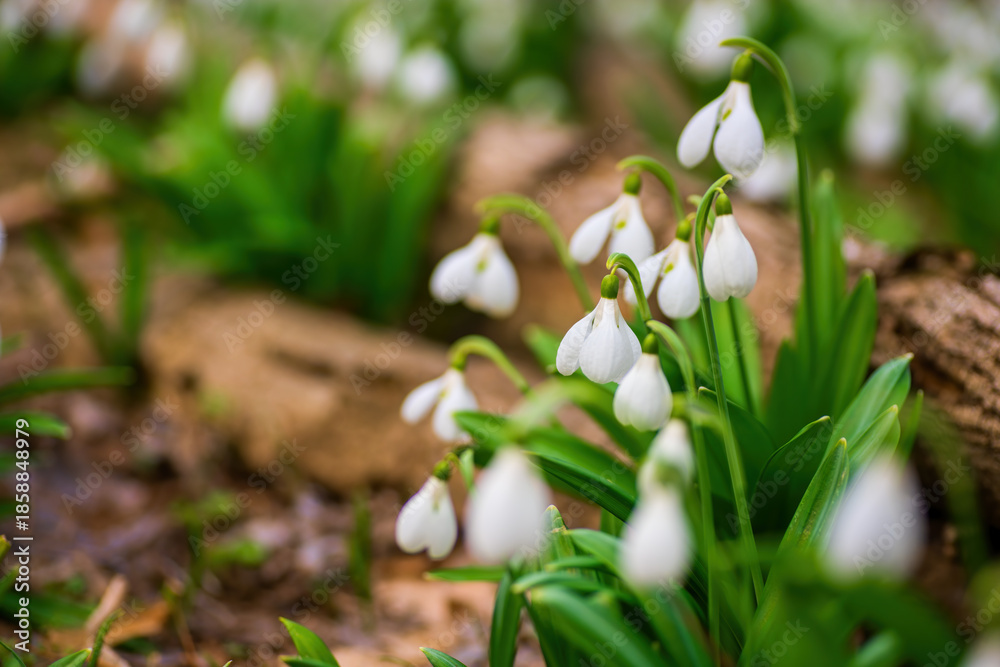Fototapeta premium Beautifull snowdrops on dry yellow leaves bokeh background