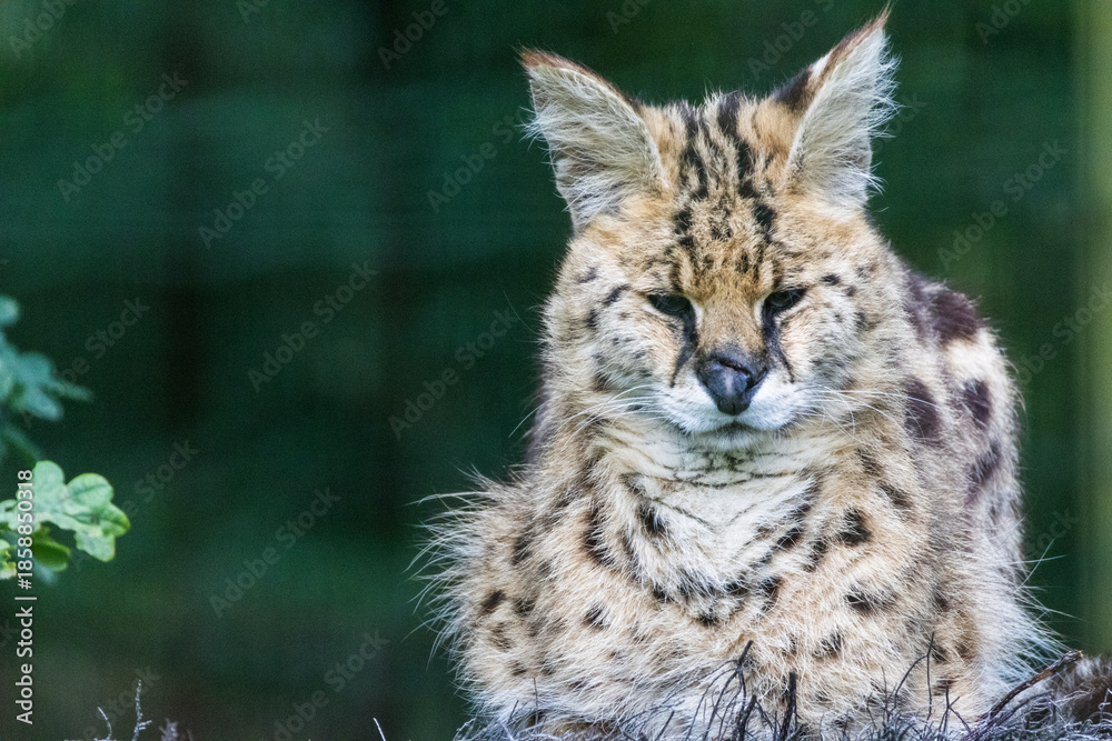 Obraz premium Serval