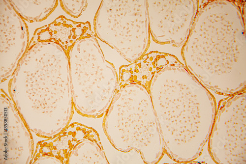 Slika na platnu Microscopic view of cellular structures displaying intricate patterns and textur