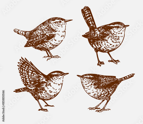 Bild auf Leinwand Wren bird sketch, set of realistic vector hand drawn illustrations