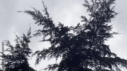 Tree branches swaying against grey stormy sky background