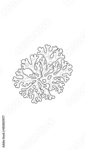 Detailed black and white line art illustration of a complex, ruffled lichen specimen with intricate patterns