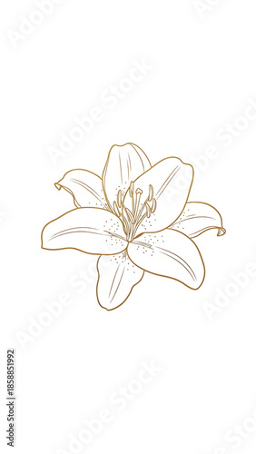 Detailed gold outline illustration of a lily flower with prominent petals, stamens, and speckled texture