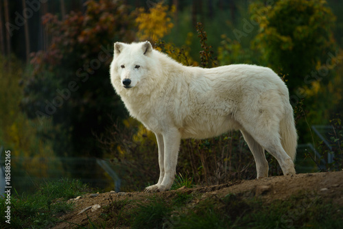 Portrait of Arctic wolf in autumn