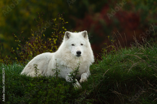 Portrait of Arctic wolf in autumn