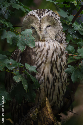 Ural owl on branch behind leaves