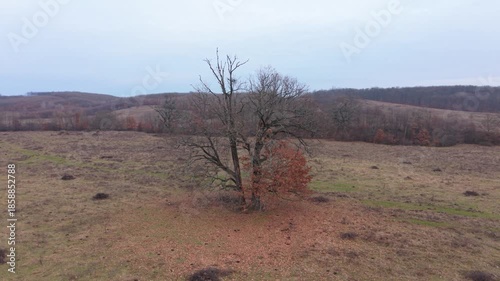 Aerial orbit around solitary winter oak