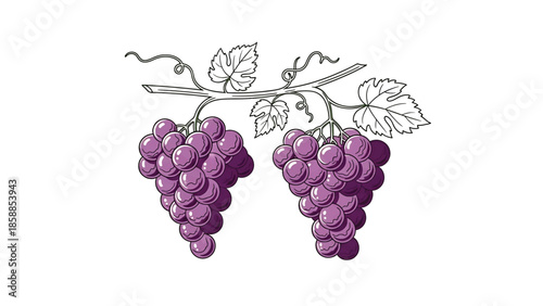 Illustration of two bunches of ripe purple grapes with green leaves and tendrils on a white background