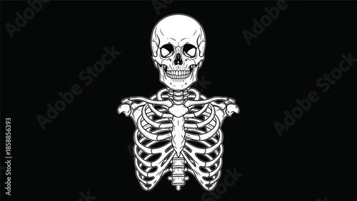 Stylized white vector illustration of a human skull and rib cage on a plain black background