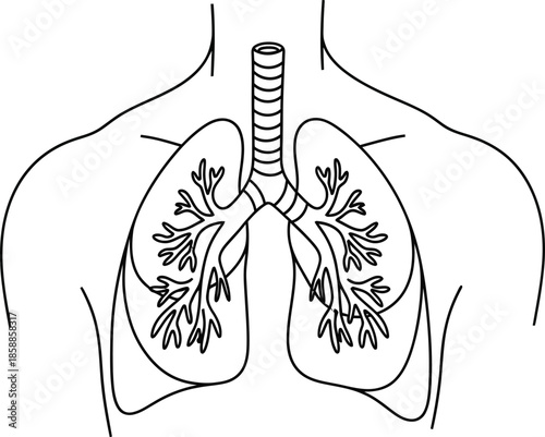 Human lungs anatomy illustration with trachea and bronchi respiratory system medical vector
