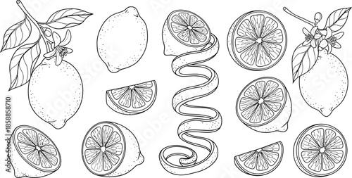 Black and white line drawing of lemons and slices with leaves lemon