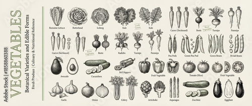 Engraved collection showcasing various vegetables and their botanical forms with intricate details and artistic flair