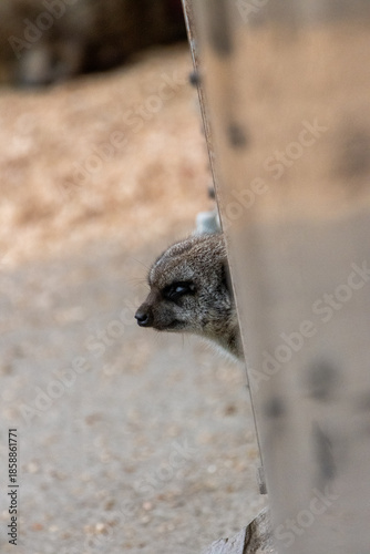 Suricate