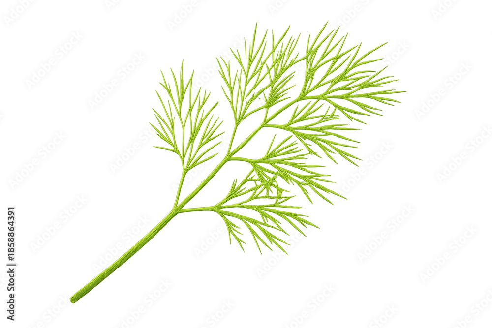 Fototapeta premium Fresh dill herb sprig on transparent background