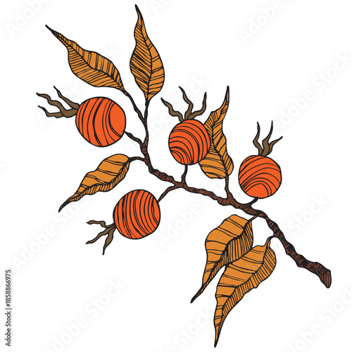 Rose hip, cranberry, blueberries silhouette vector illustration. Natural delicious fresh ripe tasty fruit. Food concept.