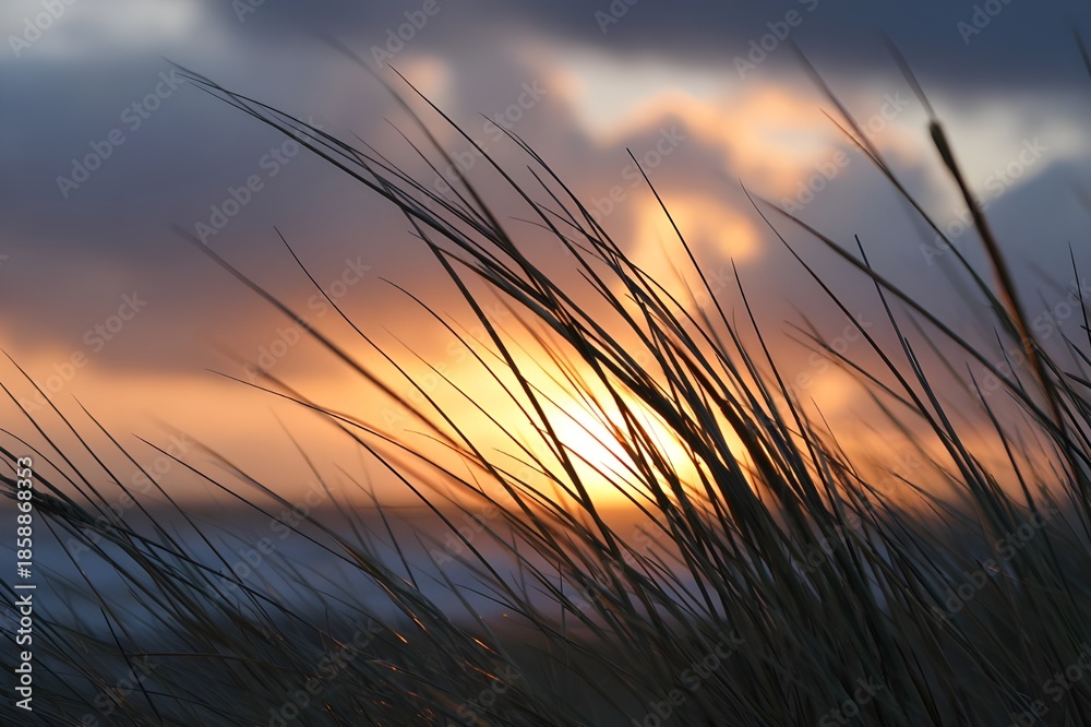 Fototapeta premium Sunset behind wind swept grass on coastal dunes serene nature landscape photography tranquility