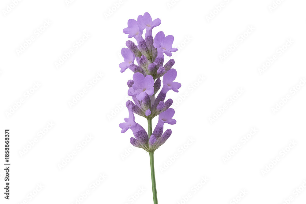 Obraz premium Fresh lavender flower sprig blooming on transparent background