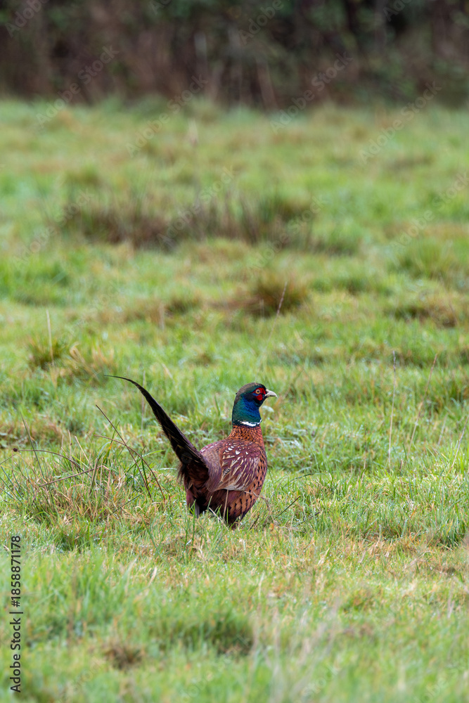 Obraz premium Ring-necked Pheasant (Phasianus colchicus) - Found in farmland and woods across Europe and Asia