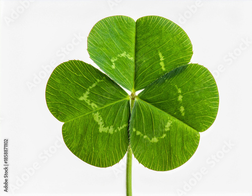 식물-풀-클로버-클로바-세잎클로버-클로버 잎-토끼풀-행복-근접