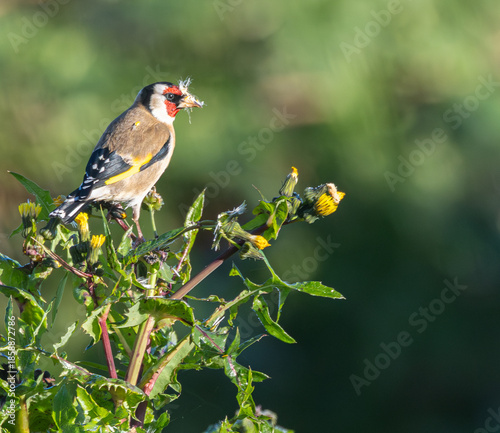 I never tire of observing and photographing birds in different aspects of their daily lives!