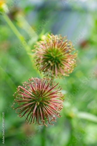 Fruit of wood avens (geum urbanum) plant, detail with bokeh, vertical
