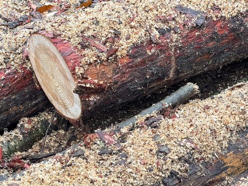 Pile of cut wooden trees with sawdust, trunks ready to be burnt
