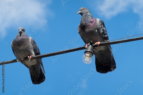 Two pigeons (columba livia domestica) sitting on wire with light bulb