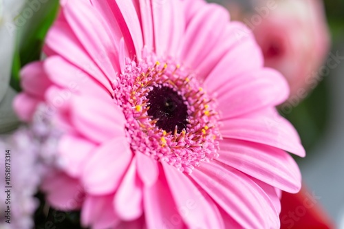 Pink gerbera flower in bouquet with shallow DoF