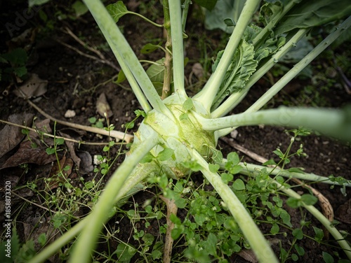 Green cabbage vegetable plant (brassica oleracea) in garden