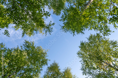 Bild auf Leinwand Baumkronen von unten in einem finnischen Birkenwald
