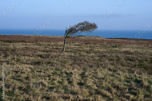 Heidelandschaft im Winter an der Nordseeküste.