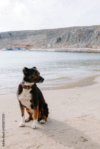 Stray Dog on a Greek Island