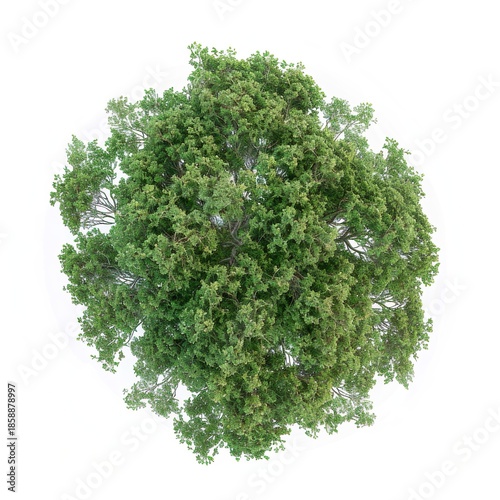 An aerial view of a single lush green deciduous tree isolated on a white background, with a architectural site plan render and high-resolution botanical 2D flat asset.