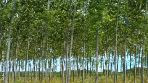 Fast movement along countryside poplar grove plantation. Verdant poplar tree plantation blurring alongside countryside road, creating dynamic landscape with motion blur and suggesting rapid journey