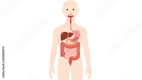 Human Digestive System Flat Vector Illustration with Minimal Face